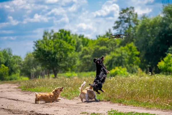 Doğada Yaşayan Neşeli Şirin Bir Grup Hayvanlar Köpekler — Stok fotoğraf