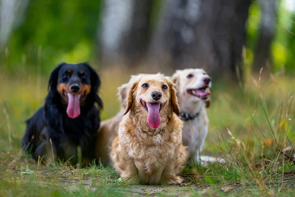 Farklı Köpek Türleri Doğa Arka Planında Oturuyor Şirin Hayvanlar Yürüyor — Stok fotoğraf