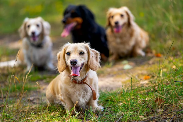 Doğada Dört Şirin Köpek Poz Veriyor Arka Plan Bulanık Evcil — Stok fotoğraf