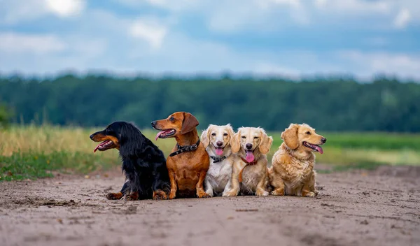 Μικρά Σκυλιά Φυλής Είναι Περπάτημα Εξωτερικούς Χώρους Πέντε Σκυλιά Πράσινο — Φωτογραφία Αρχείου