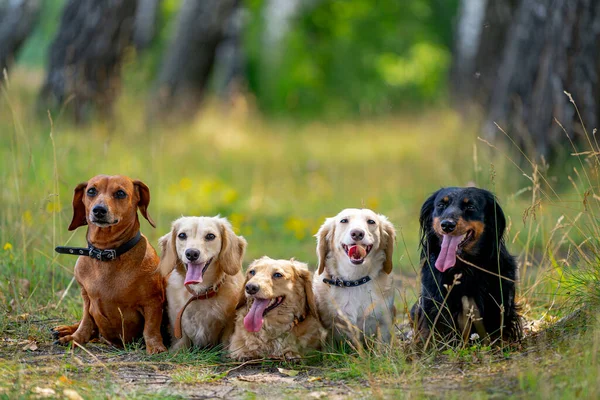 Genç Köpekler Poz Veriyor Şirin Köpekler Evcil Hayvanlar Doğa Arka — Stok fotoğraf