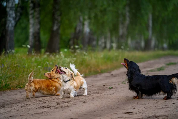 Şirin Tüylü Köpek Dışarıda Koşuyor Gezintiler Köpek Sahada Oynuyor Küçük — Stok fotoğraf