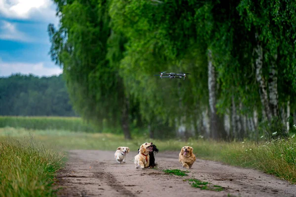 Küçük Cins Köpek Dışarıda Koşuyor Gezintiler Doğa Dostu Köpek Küçük — Stok fotoğraf