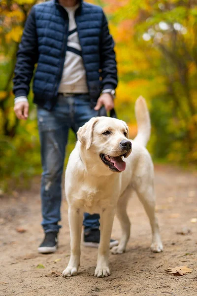 Vágott Kép Egy Jóképű Fiatalemberről Labrador Retrieverrel Szabadban Egy Férfi — Stock Fotó
