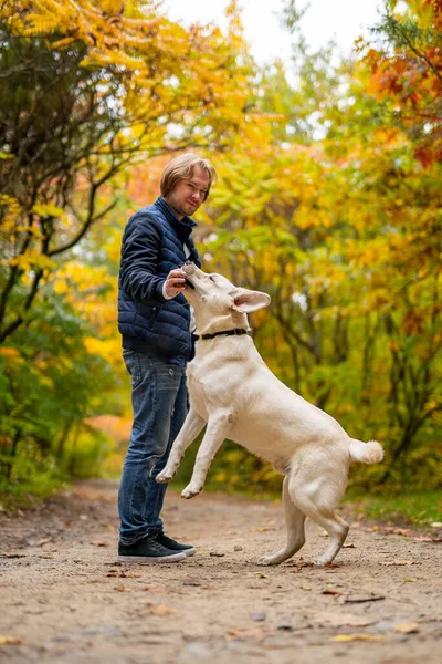 秋の黄金公園では 川が所有者と遊ぶ 美しい犬とハンサムな男屋外 — ストック写真