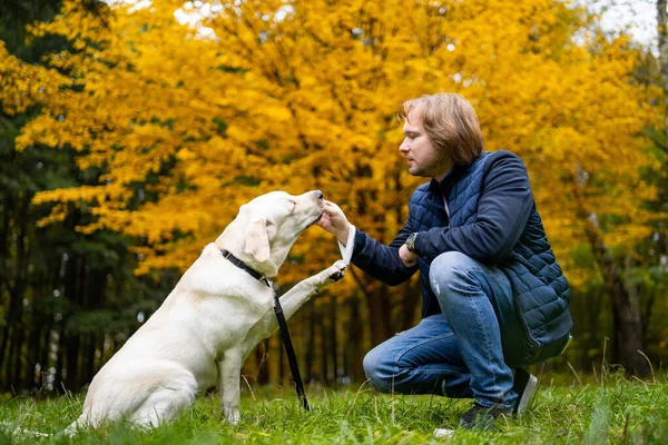 国内犬の検索は 男性の所有者に を与えます 黄金の紅葉の背景 — ストック写真