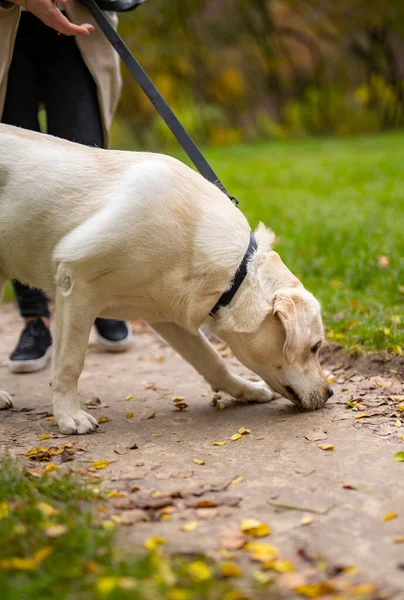 犬のラブラドールは公園で地面を滑らせます 公園を歩く家畜 切り取られた写真 — ストック写真