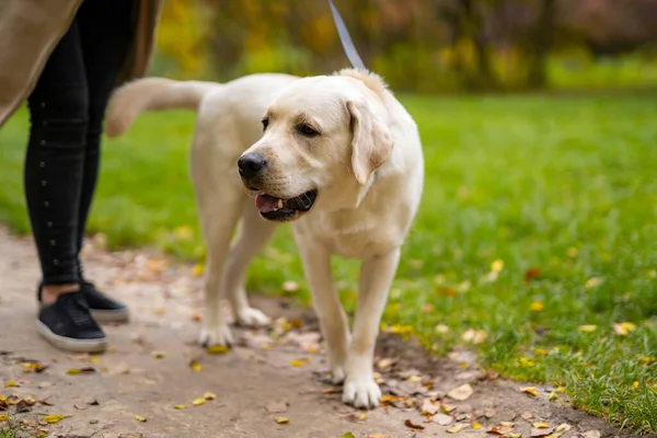 所有者と美しい大きな国内犬 秋には白いラブラドールが公園を歩く 親友のコンセプト — ストック写真