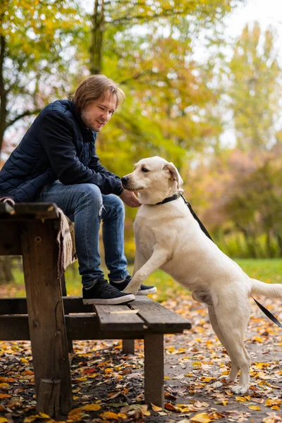 ラブラドールは 男性の所有者の近くの足でベンチに立っています 回収犬を持つハンサムな男 — ストック写真