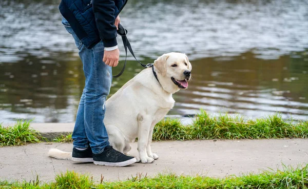 湖の近くに犬のラブラドールの検索と若い男のリアビュー 親友の作物の写真 — ストック写真