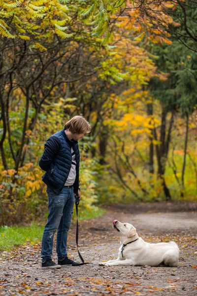 所有者と回収者は公園を歩いている 犬は地面に横たわりながら人を見る 黄金の木の背景 — ストック写真