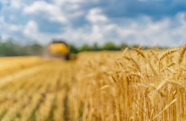 Olgun buğday tarlasıyla seçici odaklı manzara. Yazın hasat et. Bulanık arkaplanda sarı kombinasyon.