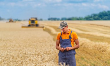 Çiftçi tarlada buğday hasadını kontrol ediyor. Çiftçinin etrafında buğday filizleri.