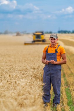 Doğal organik hasadı kontrol eden bir adamla harika bir manzara. Tarlada yürüyen çiftçi buğday ekinlerini kontrol ediyor.
