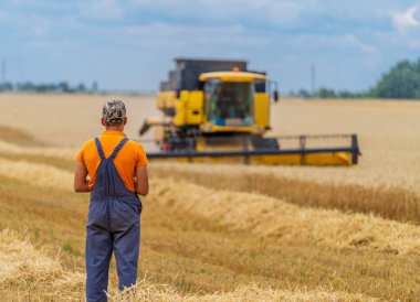 Sarı tahıl hasadı güneşli bir günde birleşiyor. Tahıllı sarı alan. Tarımsal teknisyenler bu alanda çalışıyor. Çiftçi kameranın karşısında duruyor..