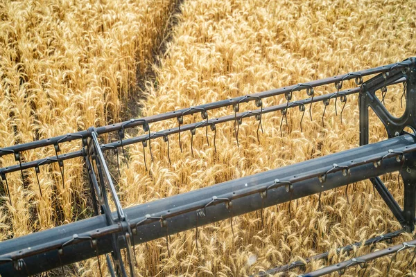 夏天的田野 玉米羽毛 田间采收小麦的过程 — 图库照片