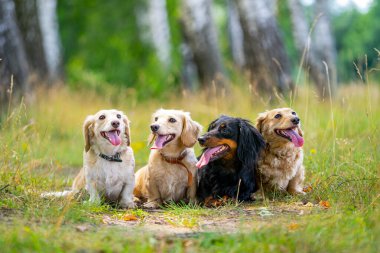 Doğada poz veren küçük köpekler. Arka plan bulanık. Evcil hayvanlar ve hayvanlar.