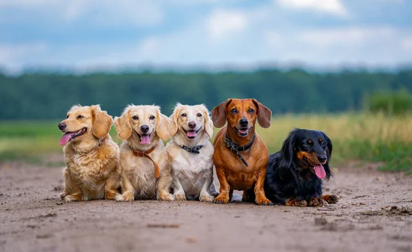 small dogs posing on nature background. Blurred background. Pets and animals.