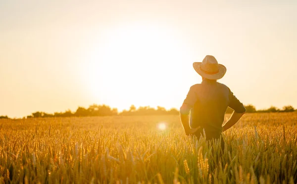 Vue Imprenable Avec Homme Debout Arrière Caméra Agriculteur Contrôle Récolte — Photo