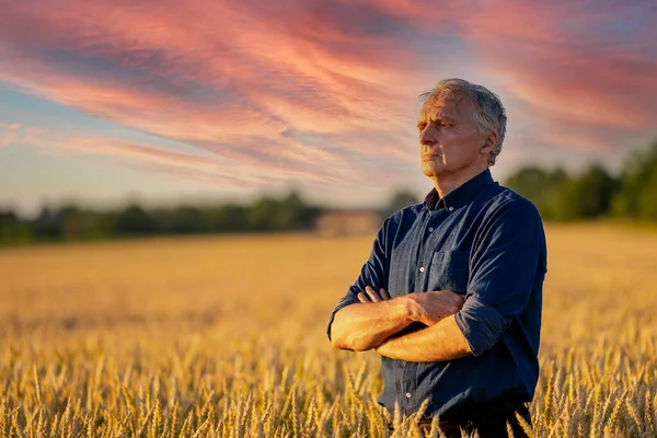 Agricultor Sênior Fica Mãos Cruzadas Campo Ouro Trabalhador Agrícola Profissional — Fotografia de Stock