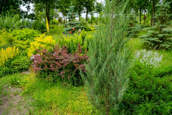 Low Growing Herbaceous Plants Beautiful Delicate Bushes Landscape Design — Stock Photo, Image