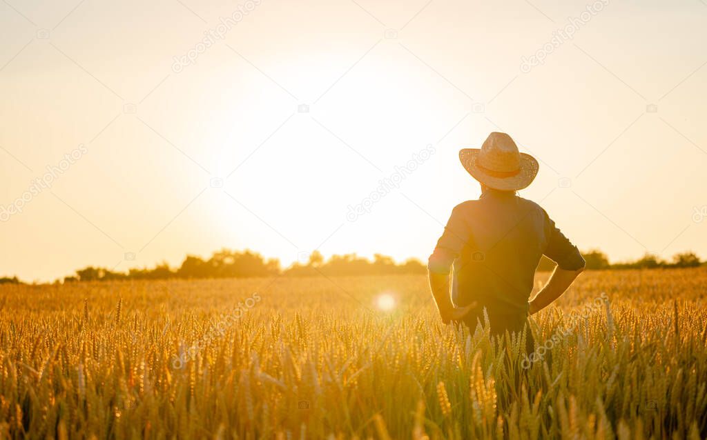 Amazing view with man standing back to the camera . Farmer checks natural organic harvest in the sunset light.