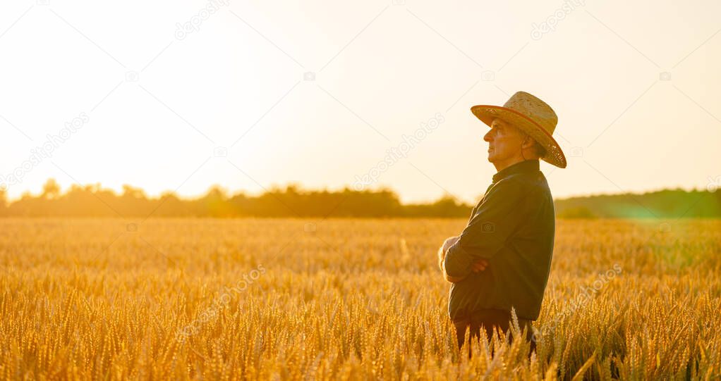 Harvest concept. Sunset at wheat field. Ears of yellow wheat around farmer in hat. Close up nature photo. Idea of a rich harvest.