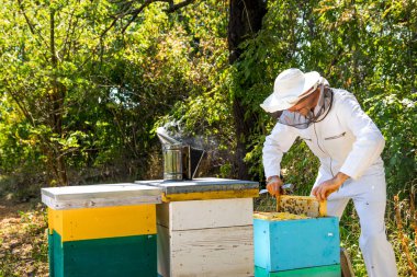 Arı fabrikasında çalışan bir işçi. Arıcı arı kovanından bal hücresi alıyor. Bahçe arka planında üç farklı renk kovan. Apiculture kavramı.