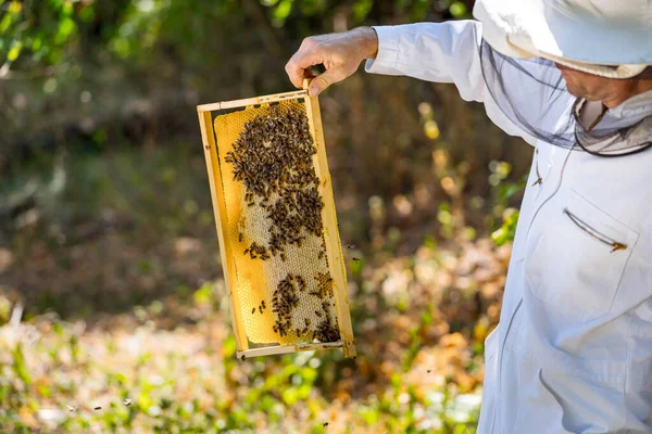 Apicultor Sostiene Una Celda Miel Con Abejas Sus Manos Celda —  Fotos de Stock