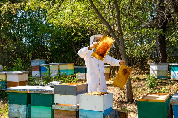 Apicoltore Lavora Con Favi Pieni Api Uomo Uniforme Protettiva Sta — Foto Stock