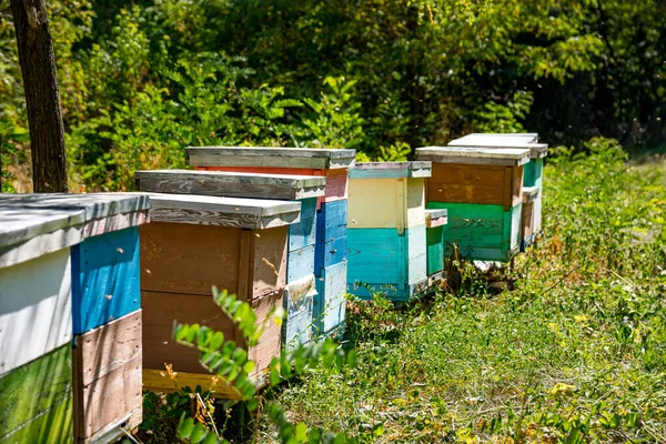 Jolies Petites Ruches Bois Avec Des Abeilles Survolant Concept Apiculture — Photo