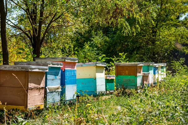 Kleurrijke Bijenkorven Een Tuin Zomer Hives Een Bijenstal Met Bijen — Stockfoto