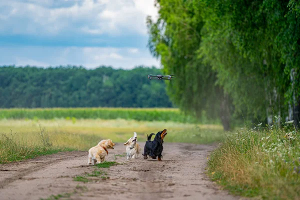 Küçük Cins Köpek Dışarıda Koşuyor Yürüyüşler — Stok fotoğraf