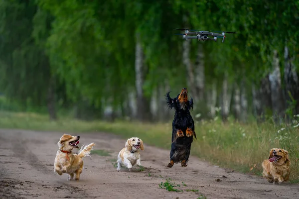 Pofuduk Yavrular Dışarıda Köpekler Uçan Bir Dronu Yakalamak Için Koşup — Stok fotoğraf