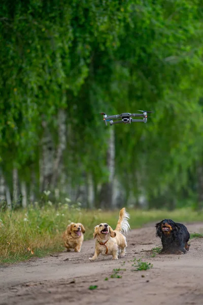 Parkta Koşan Köpekler Küçük Yavrular Uçan Bir Dronu Izler — Stok fotoğraf