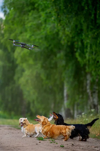 Dışarıda Yla Oynayan Dört Köpek Doğadaki Mutlu Köpekler — Stok fotoğraf