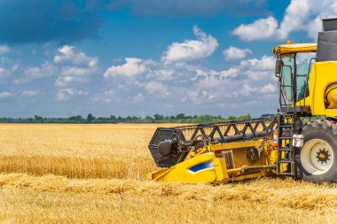 Sarı tahıl hasadı güneşli bir günde birleşiyor. Altın taneli sarı tarla. Arazide tarım teknisyenliği.