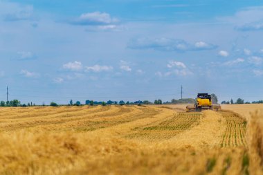 Tarlada çalışan büyük bir hasat makinası. Mavi gökyüzünde büyük sarı tarımsal makine.