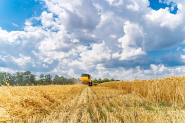 Tarlada çalışan harika bir hasat makinası. Mavi gökyüzünde büyük sarı tarımsal makine.