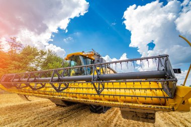 Sarı tarlada çalışan büyük biçici biçiciler. Golder güzel manzaralarda birleşir..