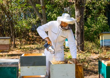 Arı yetiştiricisi arıcıda sigara içenlerle çalışıyor. Arı kovanının çerçeveleri. Arı içicisi, çerçeve kaldırmadan önce arıları sakinleştirmek için kullanılır..