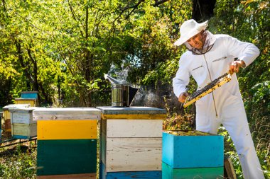 Arıcı işini yapıyor. Yetişkin adam arı kovanından bal topluyor. Koruyucu beyaz üniforma.