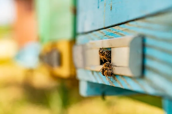 Pszczoły Wewnątrz Drewnianego Ula Bliska Żółty Miód Owady Zajęty Produkcji — Zdjęcie stockowe