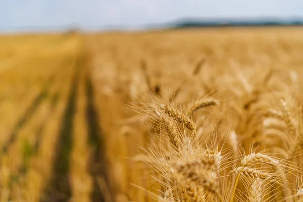 Campo Maduro Dorado Trigo Paisajes Agrícolas Verano Cosecha Cereales —  Fotos de Stock