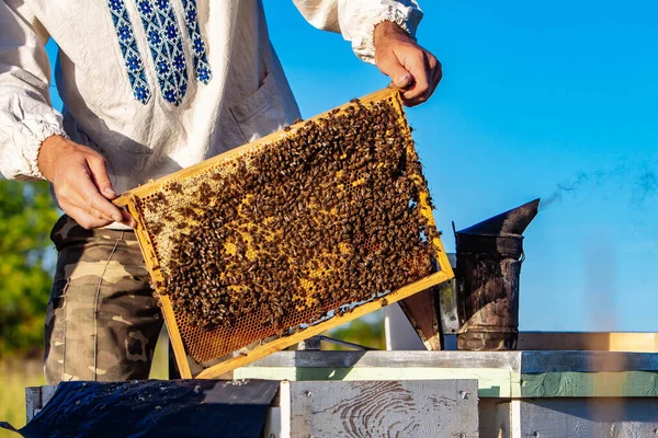 Marcos Madera Con Miel Colmena Abejas Apicultura Amarilla Verano — Foto de Stock