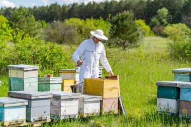 Tahta arı kovanlarıyla çalışan yakışıklı arı yetiştiricisi. Arıcıların koruyucu giysisi arılarla çalışıyor..