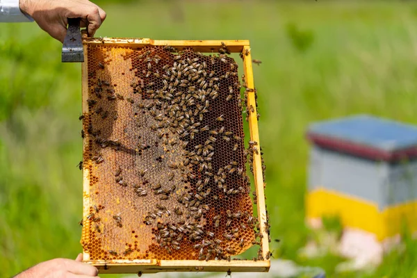 Пчеловод Удаляет Воск Сотов Перед Извлечением Меда Сладкая Сотовая Рамка — стоковое фото