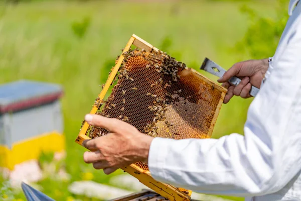 Милая Сотовая Рамка Руках Пчеловода Пчеловод Удаляет Воск Сотов Перед — стоковое фото