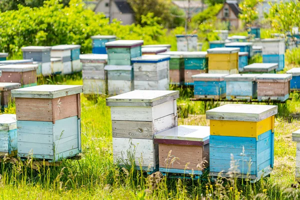 Bijenteelt Met Natuurlijke Honing Groep Honingraten Het Veld — Stockfoto