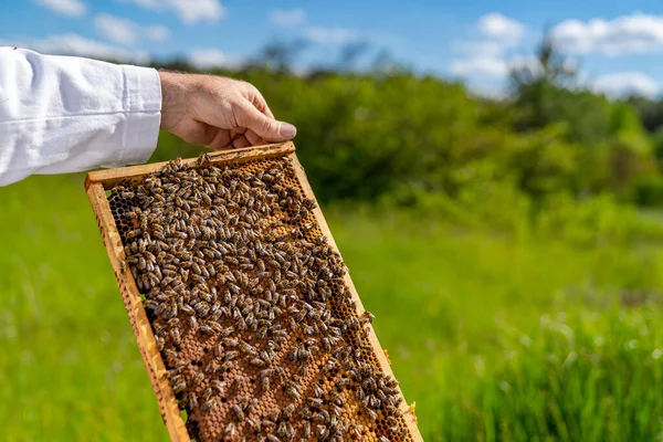 蜂窝的木制框架 蜂窝蜂蜡与养蜂人 — 图库照片